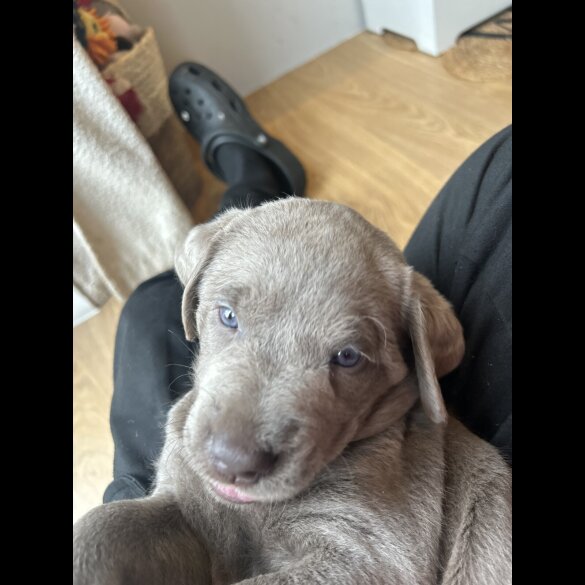 Labrador Retriever - Both