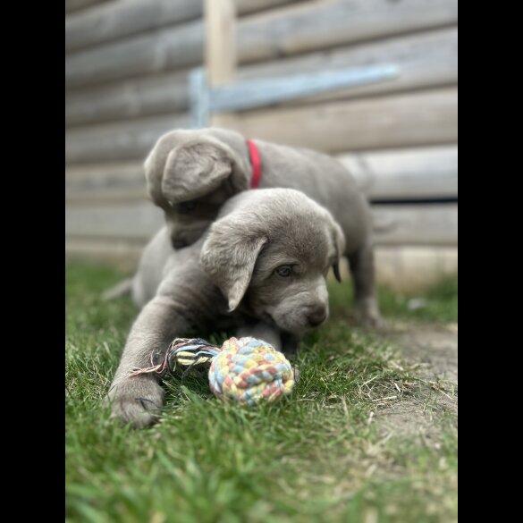 Labrador Retriever - Both