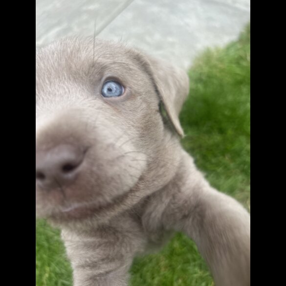 Labrador Retriever - Both