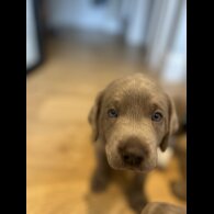 Labrador Retriever - Both