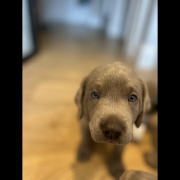 Labrador Retriever - Both