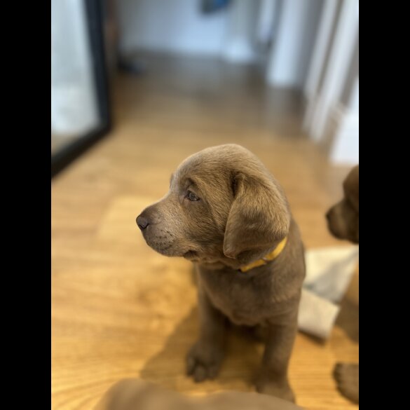 Labrador Retriever - Both