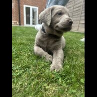 Labrador Retriever - Both