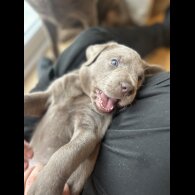 Labrador Retriever - Both
