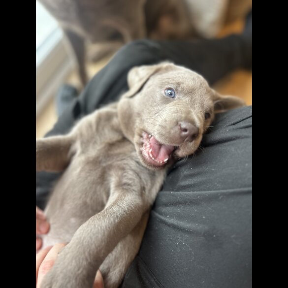 Labrador Retriever - Both