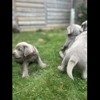 Labrador Retriever - Both