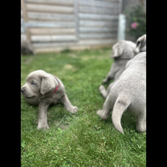 Labrador Retriever - Both