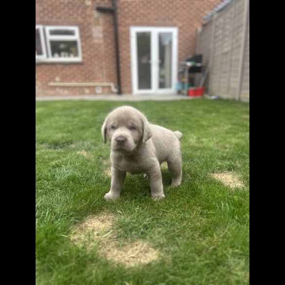 Labrador Retriever - Both