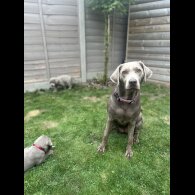 Labrador Retriever - Both