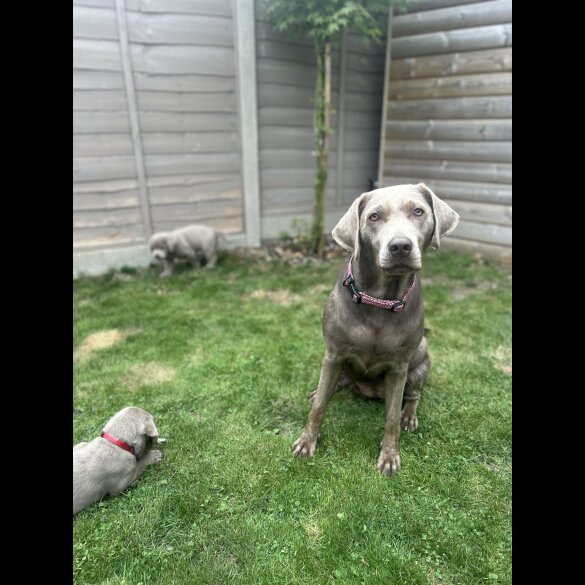 Labrador Retriever - Both