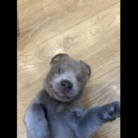 Labrador Retriever - Both