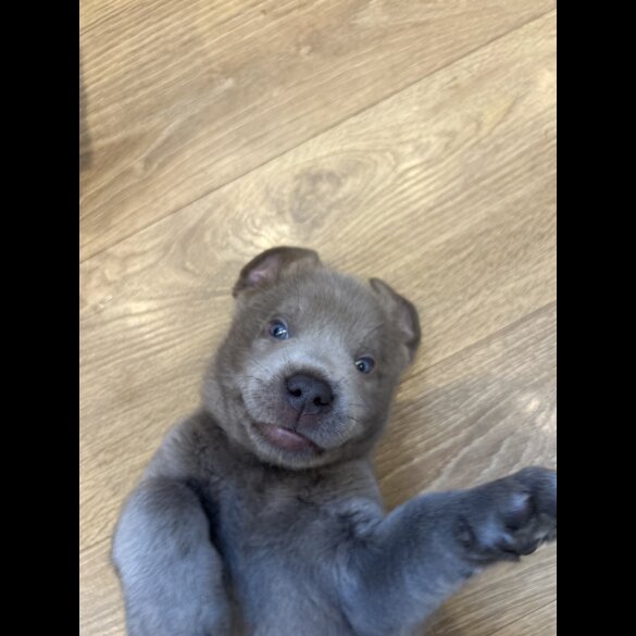 Labrador Retriever - Both