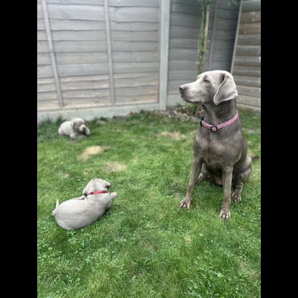 Labrador Retriever - Both