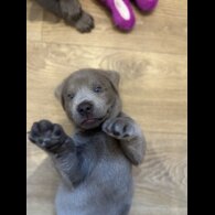 Labrador Retriever - Both