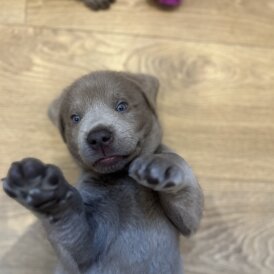 Labrador Retriever - Both