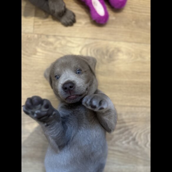 Labrador Retriever - Both