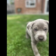 Labrador Retriever - Both