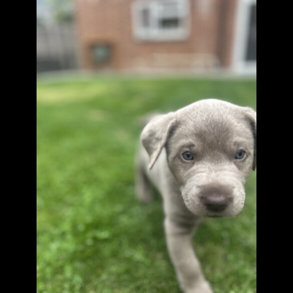 Labrador Retriever - Both