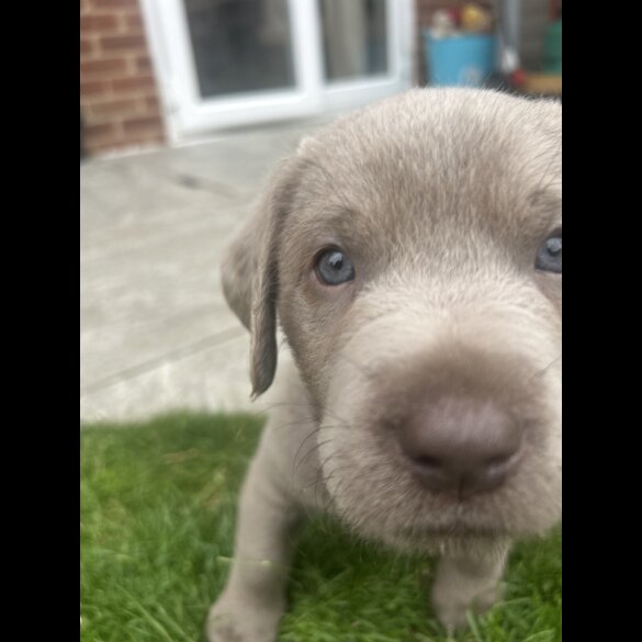 Labrador Retriever - Both