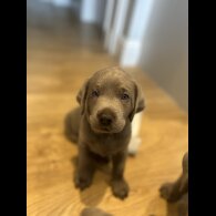Labrador Retriever - Both