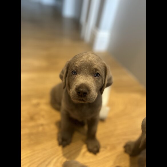 Labrador Retriever - Both