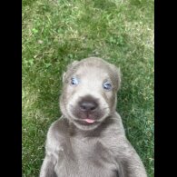 Labrador Retriever - Both