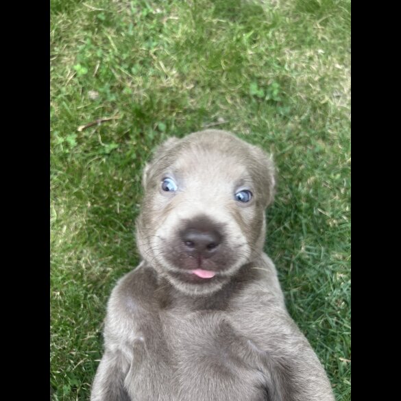 Labrador Retriever - Both