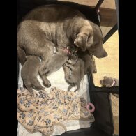 Labrador Retriever - Both