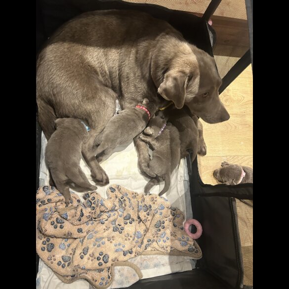 Labrador Retriever - Both