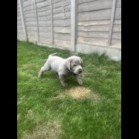 Labrador Retriever - Both