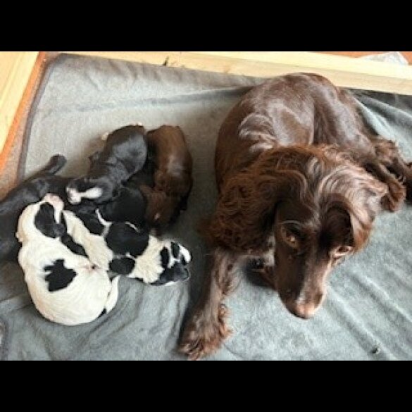 Cocker Spaniel (Working &amp; Show) - Both