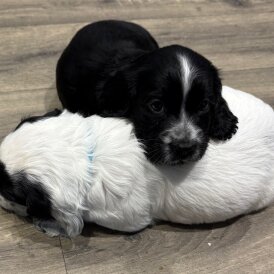 Cocker Spaniel (Working &amp; Show) - Both