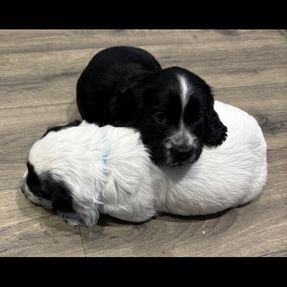 Cocker Spaniel (Working &amp; Show) - Both