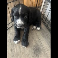 Cocker Spaniel (Working &amp; Show) - Both