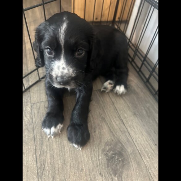 Cocker Spaniel (Working &amp; Show) - Both