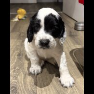 Cocker Spaniel (Working &amp; Show) - Both
