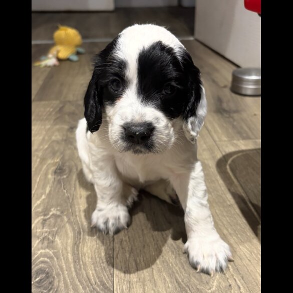Cocker Spaniel (Working &amp; Show) - Both