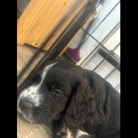Cocker Spaniel (Working &amp; Show) - Both