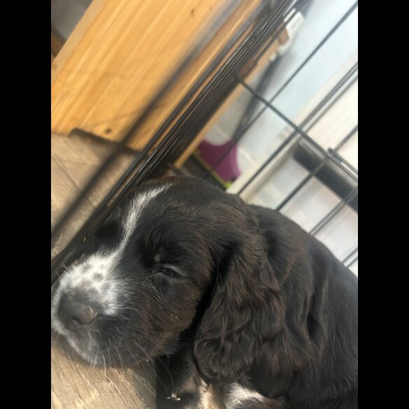 Cocker Spaniel (Working &amp; Show) - Both