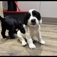 Cocker Spaniel (Working &amp; Show) - Both