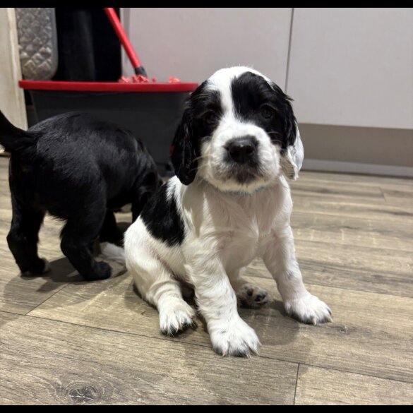 Cocker Spaniel (Working &amp; Show) - Both