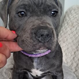 Staffordshire Bull Terrier - Bitches