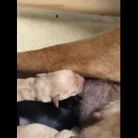 Labrador Retriever - Both