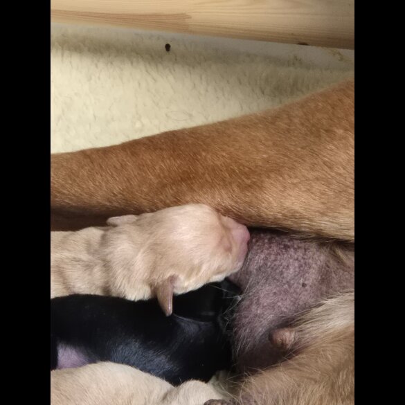 Labrador Retriever - Both