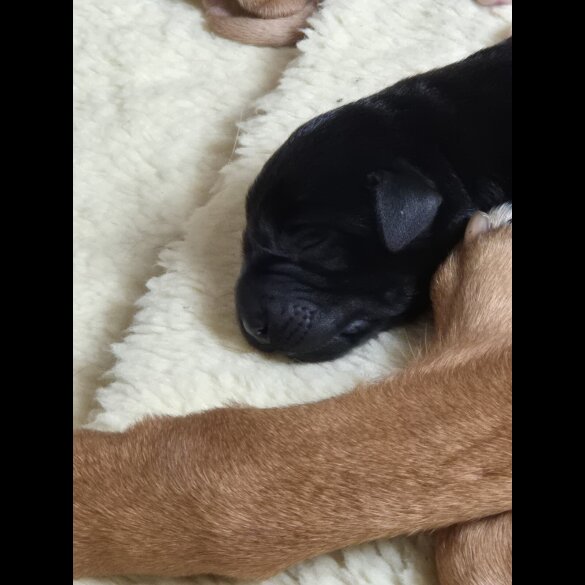 Labrador Retriever - Both