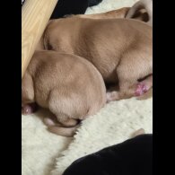 Labrador Retriever - Both