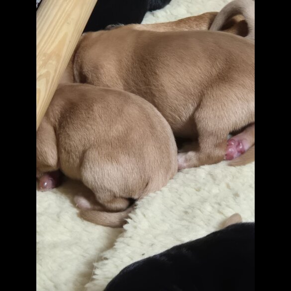 Labrador Retriever - Both
