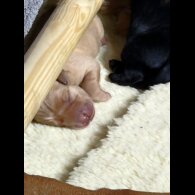 Labrador Retriever - Both