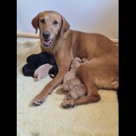 Labrador Retriever - Both