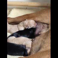 Labrador Retriever - Both